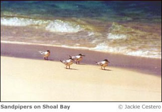 Sandpipers on Shoal Bay