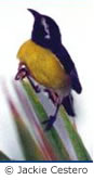 Anguillian birds