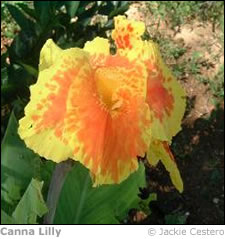 Flora of Anguilla