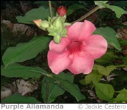 Purple Allamanda