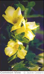 Common Vine