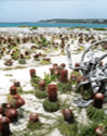 beaches,weddings,honeymoons,watersports,festivals,romance,accommodations,cuisine,sea,scuba diving,snorkelling,security,tranquility,beaches,caribbean,carnivals,inns,security,sightseeing,oceans,villas,exclusive,luxury,guesthouses,tranquility,quality,boatracing,charters